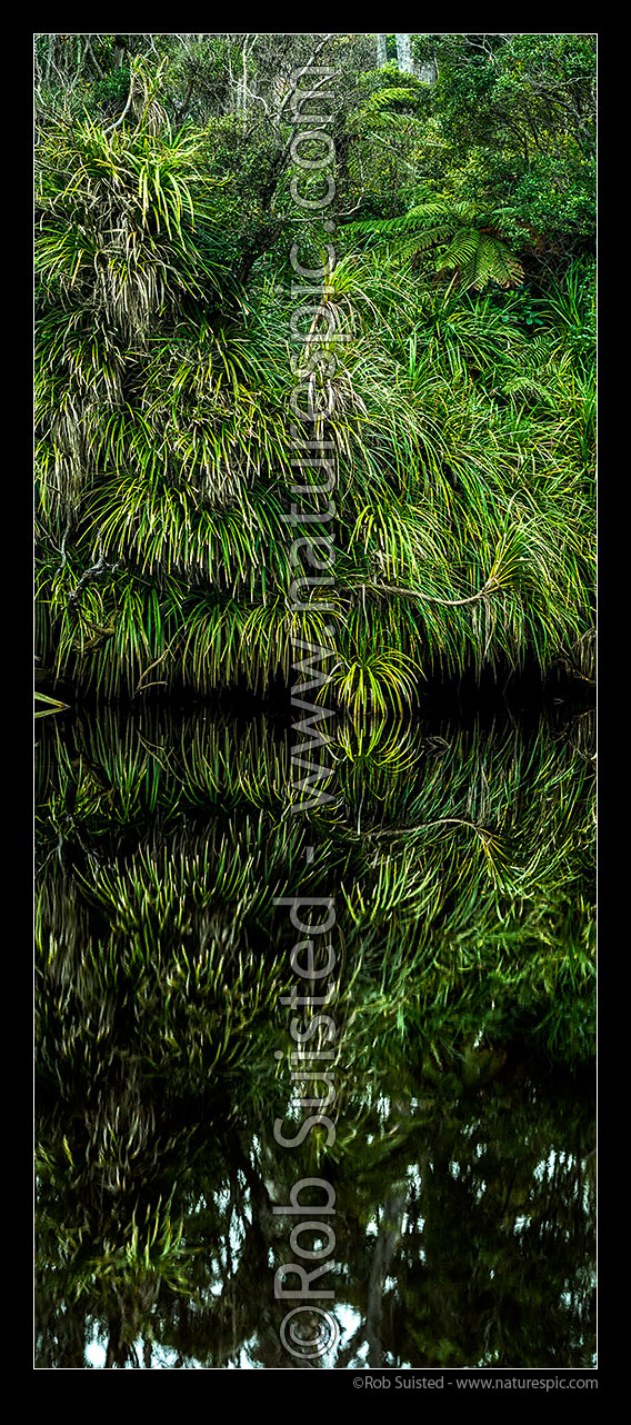 Image of Kiekie (Freycineta banksii) vines overhanging and reflecting in dark tanin stained still river water. Vertical panorama, South Westland, Westland District, West Coast Region, New Zealand (NZ) stock photo image