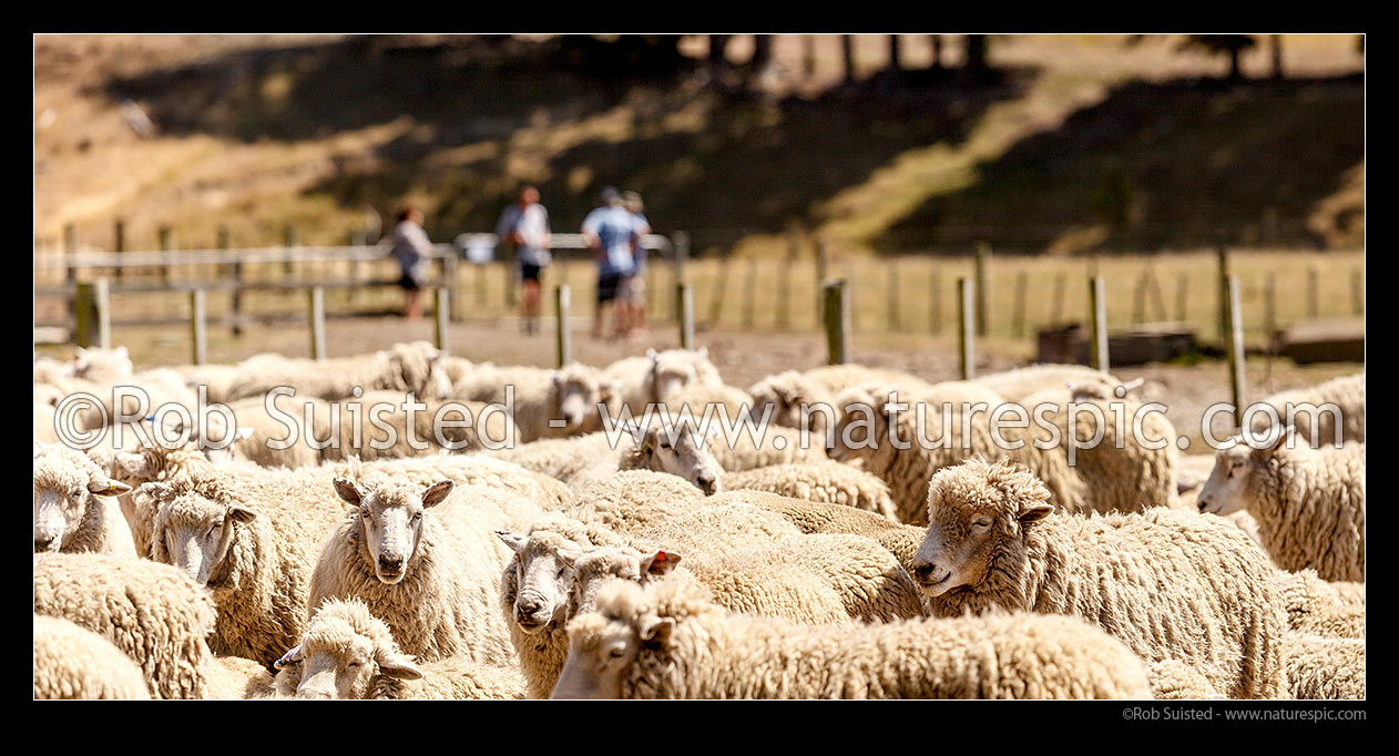 Image of Sheep in yards during farm stock auction with potential buyers discussing matters behind. Panorama, New Zealand (NZ) stock photo image