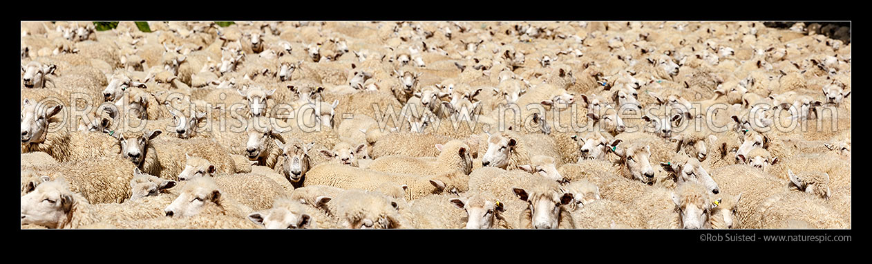 Image of Sheep flock of ewes and lambs being mustered into stockyards. Panorama, New Zealand (NZ) stock photo image