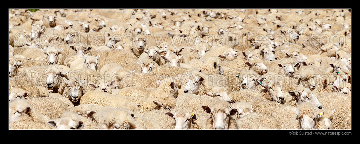 Image of Sheep flock of ewes and lambs being mustered into stockyards. Panorama, New Zealand (NZ) stock photo image