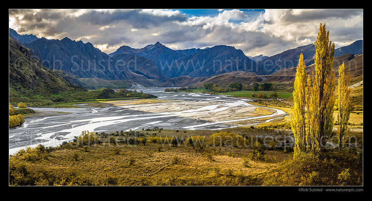 Image of Shotover River passing The Branches Station flats. Braided river flats and autumn coloured poplar trees. Panorama, Branches Station, Shotover Valley, Queenstown Lakes District, Otago Region, New Zealand (NZ) stock photo image