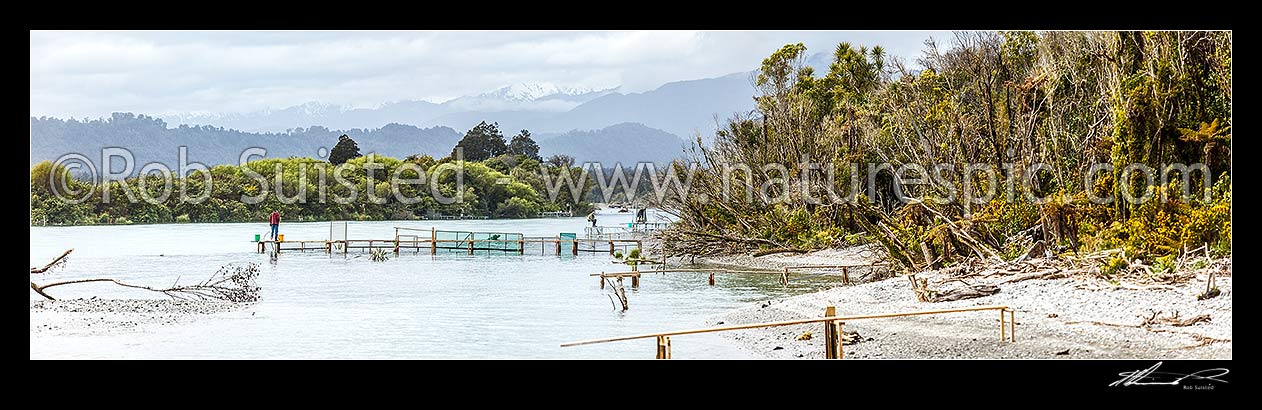 Image of Whitebait stands on the lower Wanganui River, were permitted commercial stands operate, up to 30m in length. Southern Alps beyond. Panorama, Harihari, Westland District, West Coast Region, New Zealand (NZ) stock photo image