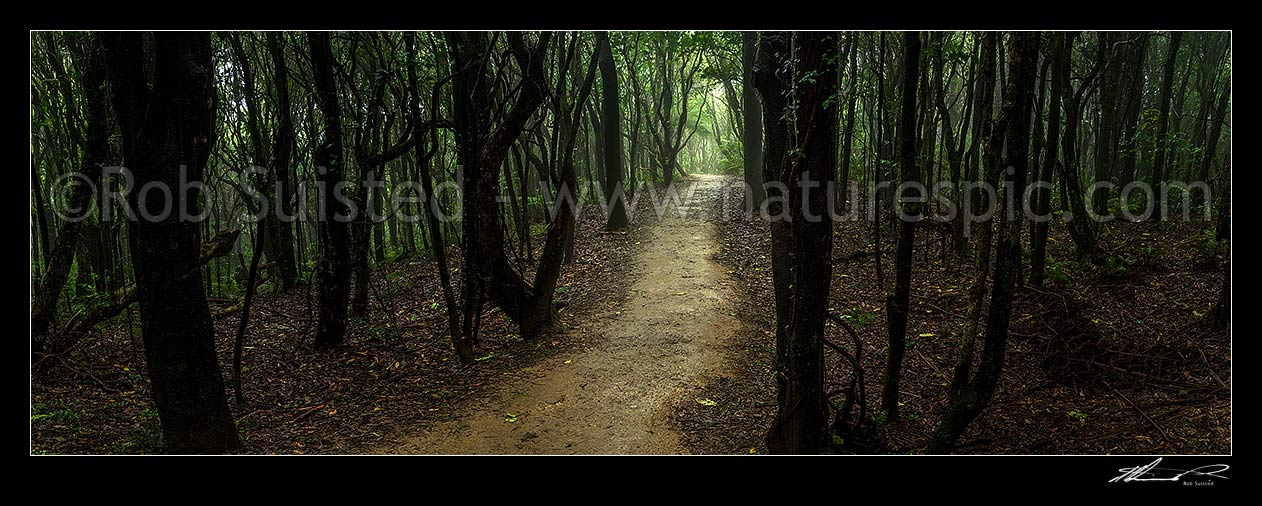 Image of Forest walking track through misty rainforest of Tawa (Beilschmiedia tawa) and Kohekohe ((Dysoxylum spectabile) trees. Gloomy, almost spooky native bush. Panorama, Wellington City District, Wellington Region, New Zealand (NZ) stock photo image