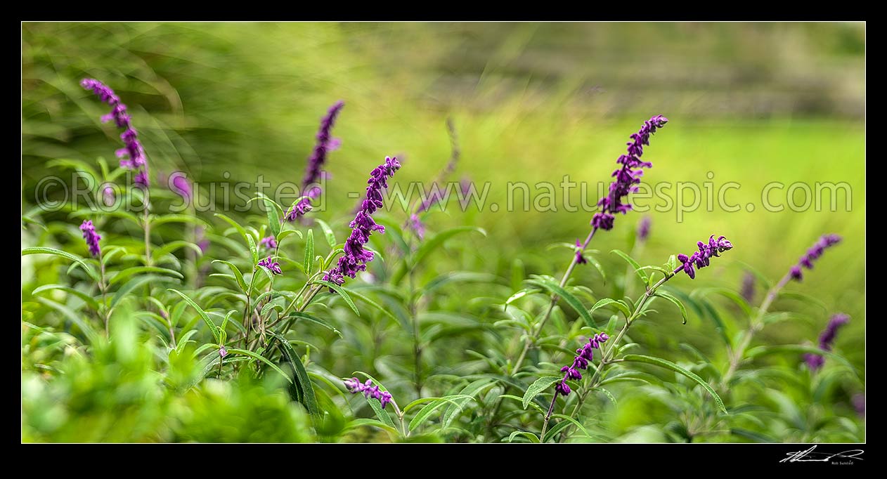 Image of Purple flowers amongst green, probably Buddleia flowers. Panorama, New Zealand (NZ) stock photo image