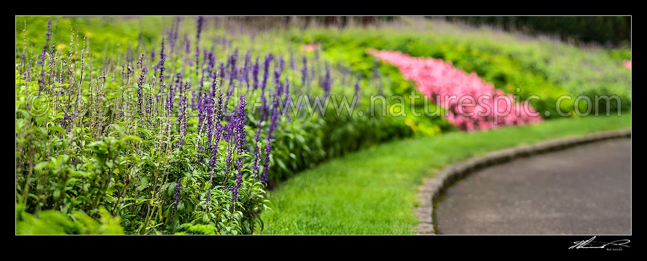 Image of Flower beds, green, purple and pink begonias beside pathway. Panorama, New Zealand (NZ) stock photo image