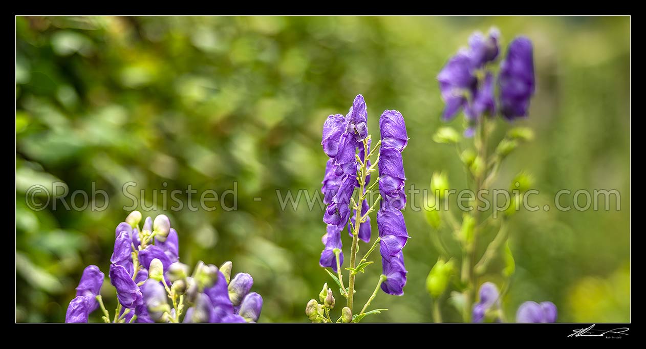 Image of Monkshood flowers panorama (Aconitum napellus), New Zealand (NZ) stock photo image