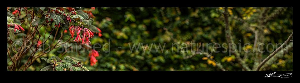 Image of Fuchsia flowers (Fuchsia triphylla Gartenmeister Bonstedt), sometimes called honeysuckle fuchsia. Panorama, New Zealand (NZ) stock photo image