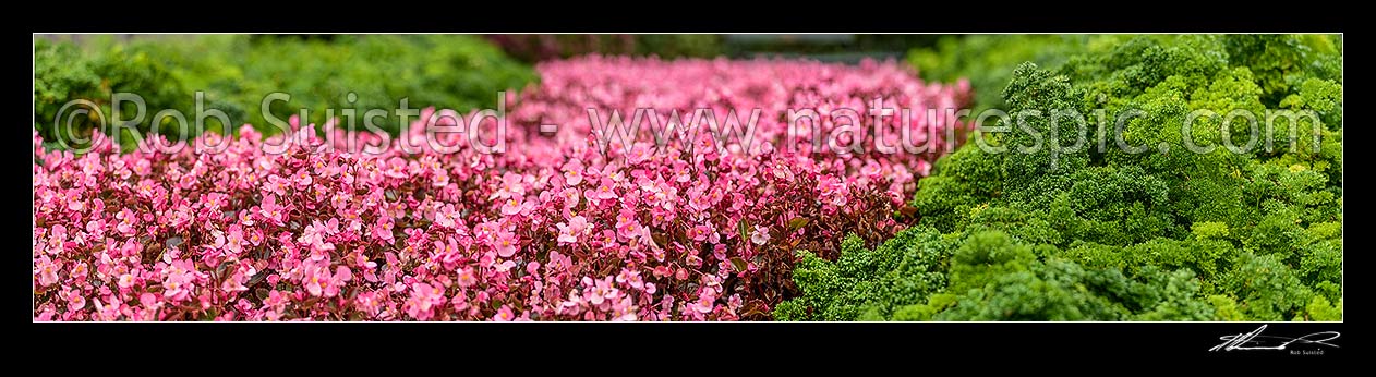 Image of Begonia flowers amongst parsley plantings, pink and green mass plantings. Panorama, New Zealand (NZ) stock photo image