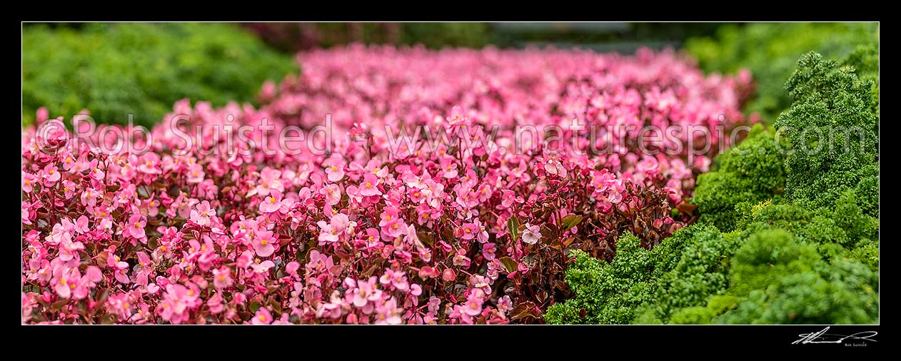 Image of Begonia flowers amongst parsley plantings, pink and green mass plantings. Panorama, New Zealand (NZ) stock photo image