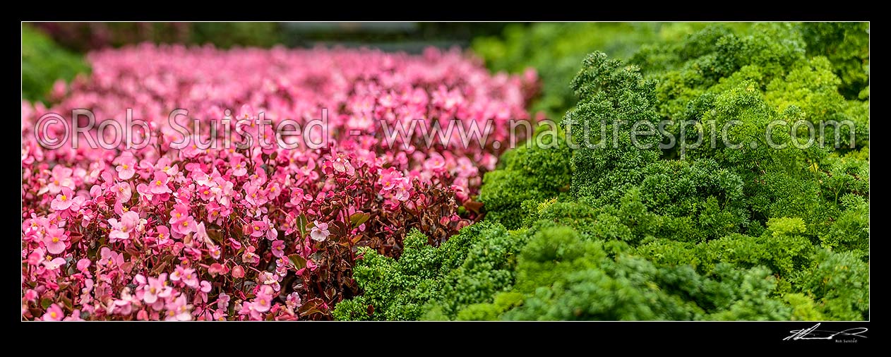 Image of Begonia flowers amongst parsley plantings, pink and green mass plantings. Panorama, New Zealand (NZ) stock photo image