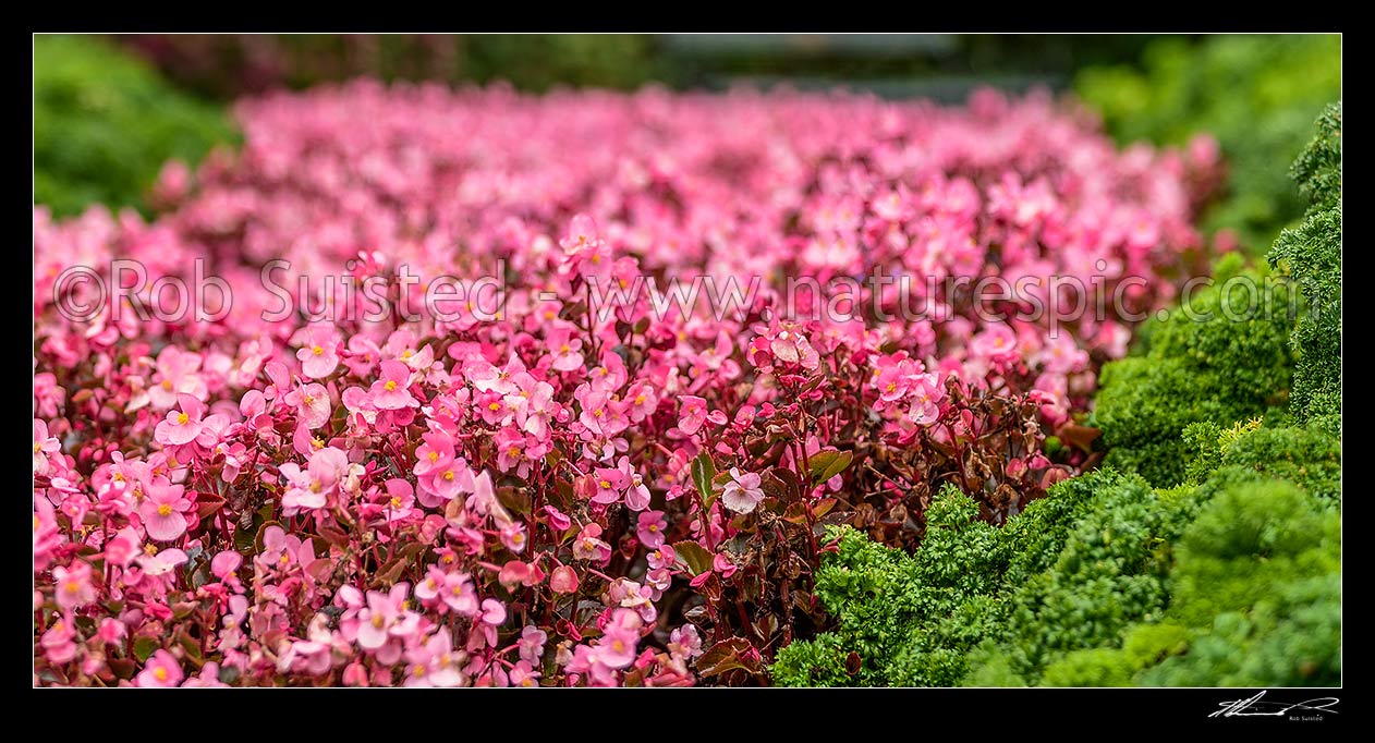 Image of Begonia flowers amongst parsley plantings, pink and green mass plantings. Panorama, New Zealand (NZ) stock photo image