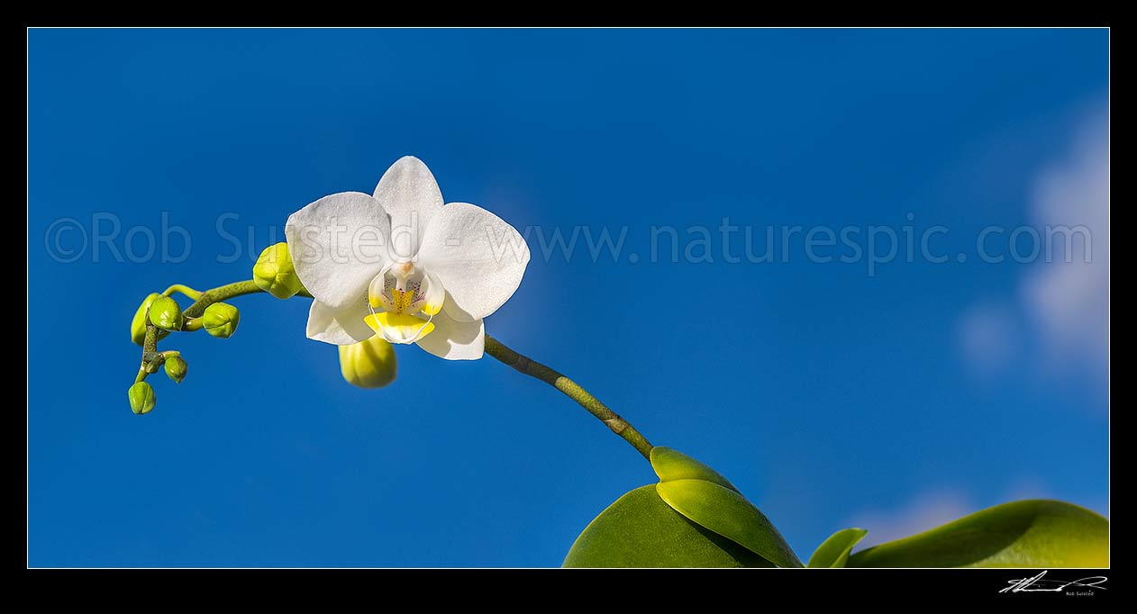 Image of Orchid against blue sky panorama. Phalaenopsis orchids, commonly known as moth orchids, New Zealand (NZ) stock photo image