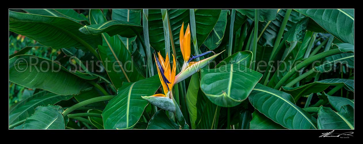 Image of Bird of Paradise flower and foliage (Strelitzia reginae). Panorama, New Zealand (NZ) stock photo image