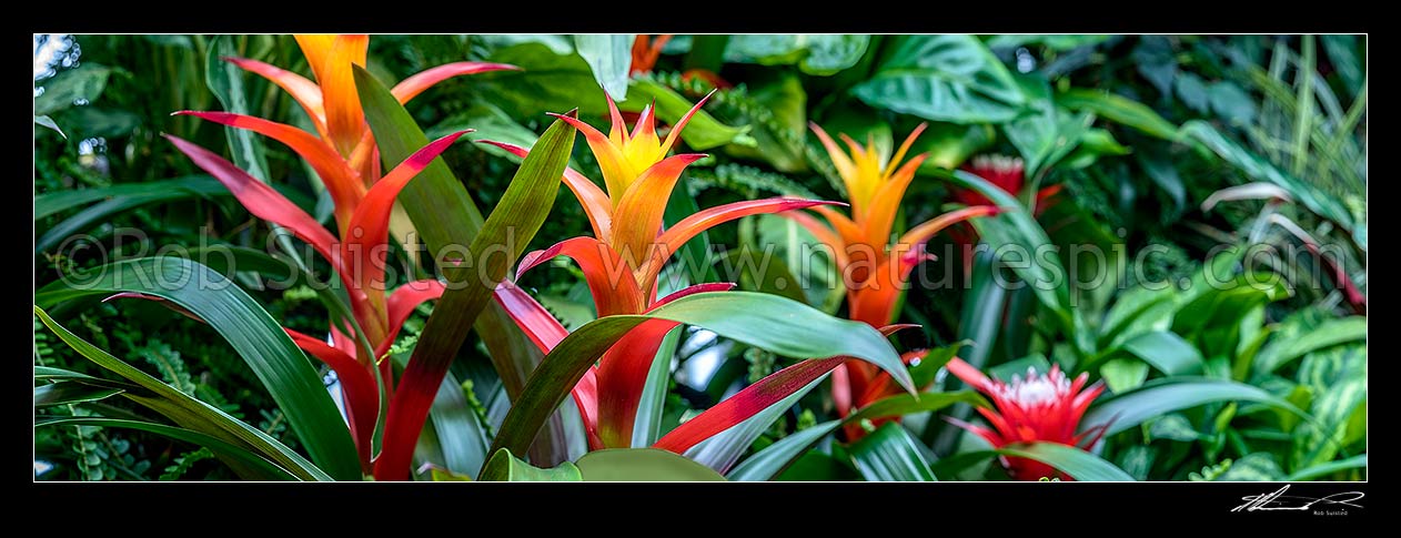 Image of Bromeliads flowering - orange and red flowers. Panorama, New Zealand (NZ) stock photo image