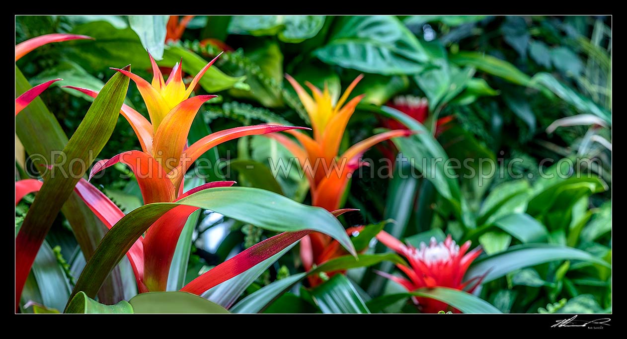 Image of Bromeliads flowering - orange and red flowers. Panorama, New Zealand (NZ) stock photo image