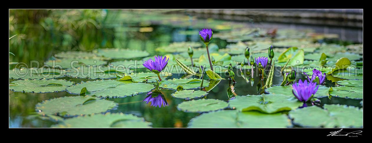 Image of Water lily flowers (Nymphaea species). Water lilies and pads. Panorama, New Zealand (NZ) stock photo image