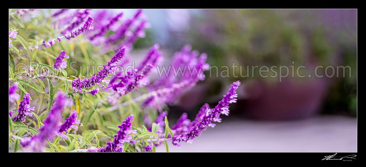 Image of Purple flowering Mexican bush sage (Salvia leucantha). Panorama, New Zealand (NZ) stock photo image