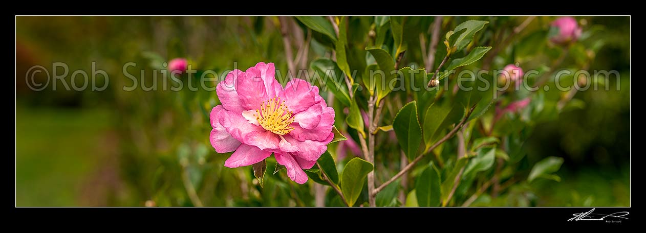 Image of Camellia flowers. Pink coloured Camellia sasanqua 'Paradise vanessa' shrub. Panorama, New Zealand (NZ) stock photo image