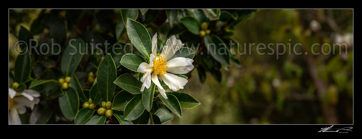 Image of Camellia flowers. White coloured Camellia oleifera Syn. Cammellia drupifera. Panorama, New Zealand (NZ) stock photo image