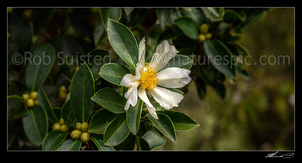 Image of Camellia flowers. White coloured Camellia oleifera Syn. Cammellia drupifera. Panorama, New Zealand (NZ) stock photo image