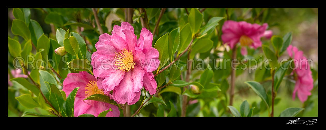 Image of Camellia flowers. Pink coloured Camellia sasanqua 'Paradise vanessa' shrub. Panorama, New Zealand (NZ) stock photo image