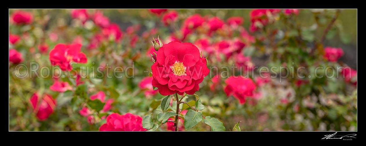 Image of Red rose flowers. Rosa 'Arabella'. Panorama, New Zealand (NZ) stock photo image