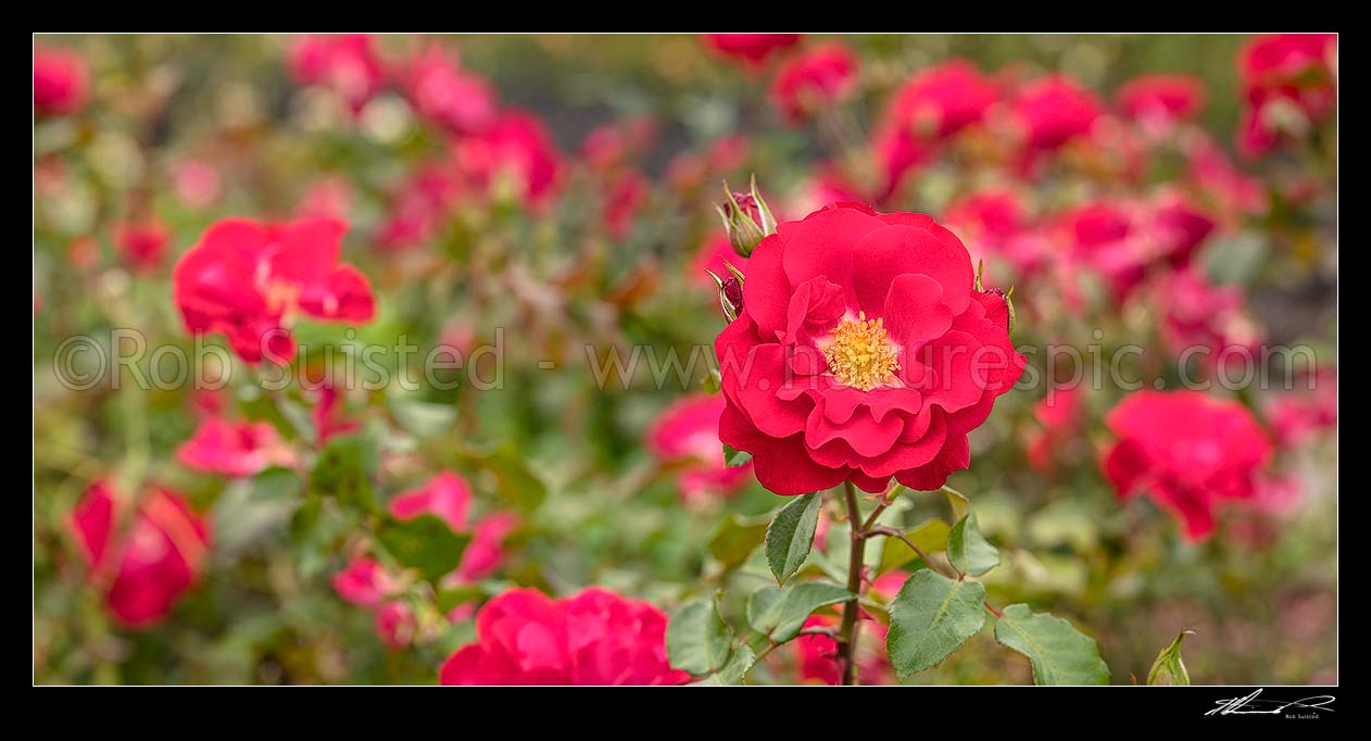 Image of Red rose flowers. Rosa 'Arabella'. Panorama, New Zealand (NZ) stock photo image