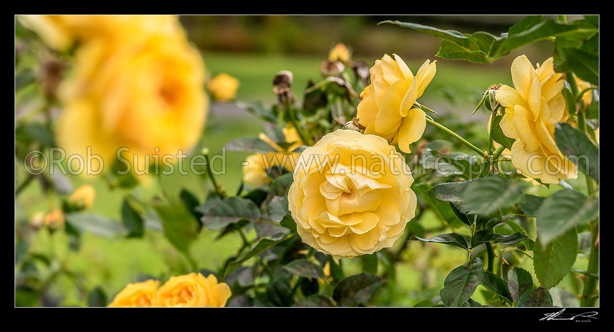 Image of Yellow rose Rosa 'Absolutely Fabulous' variety flowers. Panorama, New Zealand (NZ) stock photo image