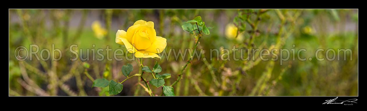 Image of Yellow rose flowers. Panorama, New Zealand (NZ) stock photo image