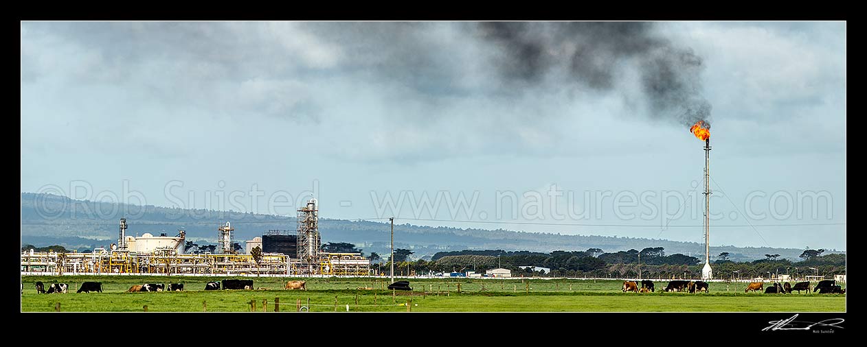 Image of Maui oil and gas production station at Tai Rd, Oaonui, with gas flaring or burning off tower. Dairy farm and cows in foreground. Panorama, Oaonuii, Opunake, South Taranaki District, Taranaki Region, New Zealand (NZ) stock photo image