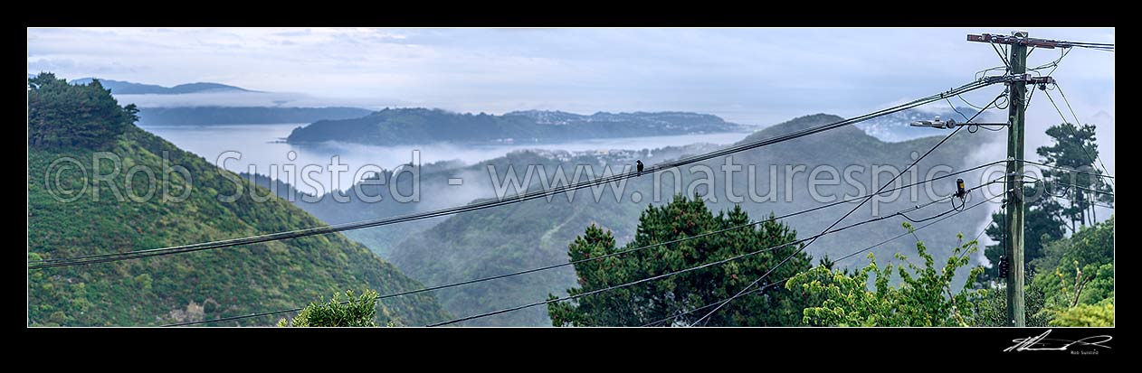 Image of Power lines and broadband communications lines with power pole. Tui bird sitting on wires. Misty panorama, New Zealand (NZ) stock photo image