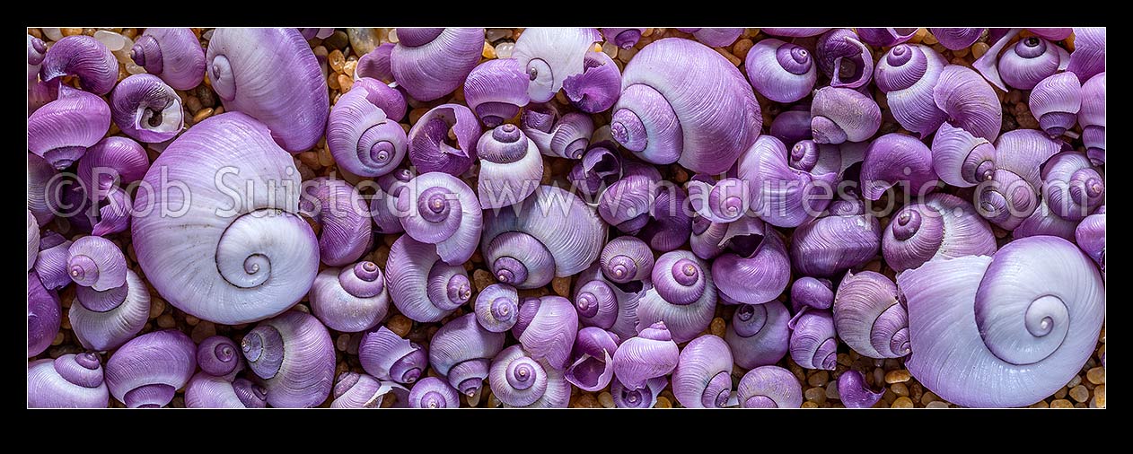 Image of Violet seashells, New Zealand native Glossy Violet Snail; Purple Sea Shell (Janthina (Violetta) globosa). Texture and design on golden sand. Panorama, New Zealand (NZ) stock photo image