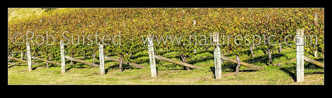 Image of Vineyard rows of grapevines. Early autumn. Panorama, Havelock North, Hastings District, Hawke's Bay Region, New Zealand (NZ) stock photo image