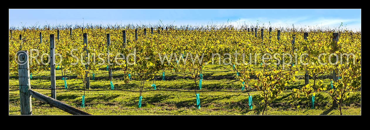 Image of Young grapevines in vineyard, back lit by early autumn sunlight. Panorama, Havelock North, Hastings District, Hawke's Bay Region, New Zealand (NZ) stock photo image