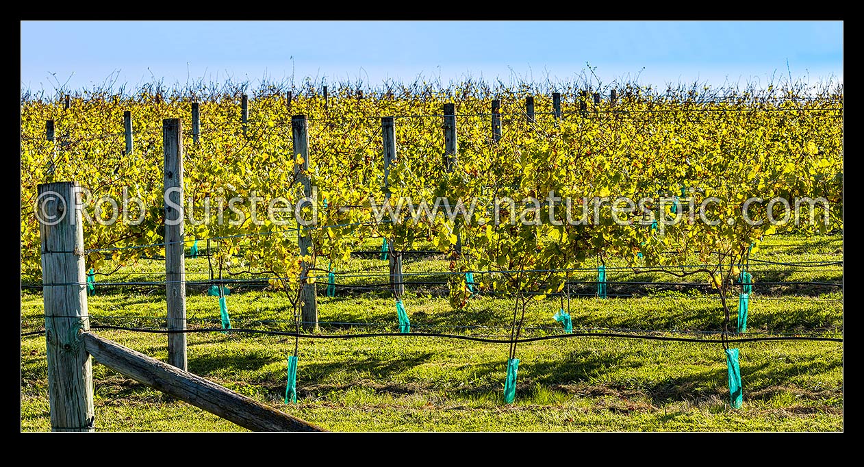 Image of Young grapevines in vineyard, back lit by early autumn sunlight. Panorama, Havelock North, Hastings District, Hawke's Bay Region, New Zealand (NZ) stock photo image