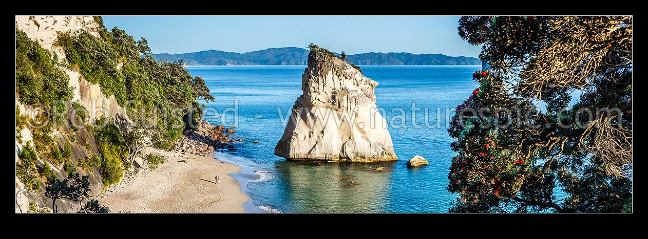 Image of Cathedral Cove beach early morning with visitors walking on beach. Flowering pohutukawa tree on right. Panorama, Hahei, Thames-Coromandel District, Waikato Region, New Zealand (NZ) stock photo image