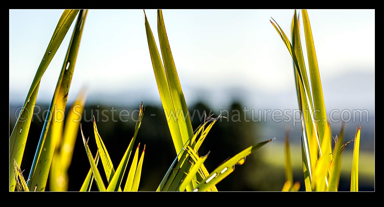 Image of Flax leaves backlit and glowing green by afternoon sunlight (Phormium tenax). Panorama with rural backdrop, New Zealand (NZ) stock photo image