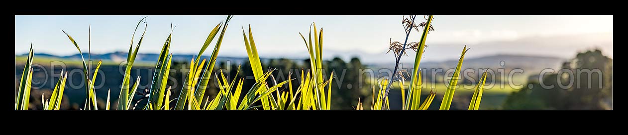 Image of Flax leaves backlit and glowing green by afternoon sunlight (Phormium tenax). Panorama with rural backdrop, New Zealand (NZ) stock photo image