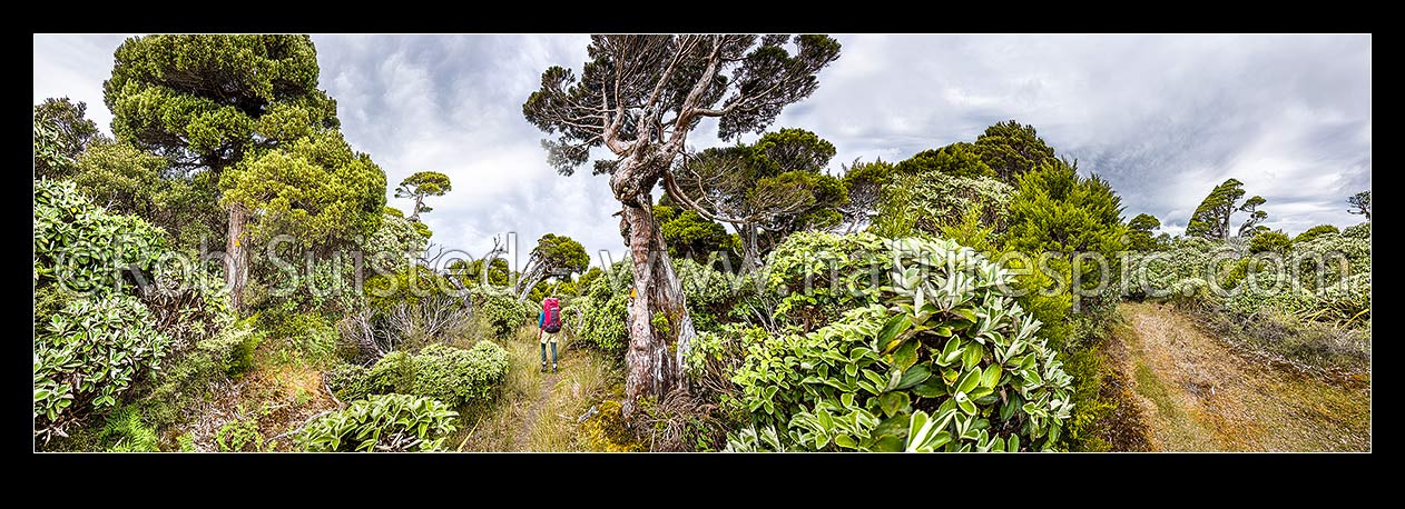 Image of Tramper in the western Ruahine Ranges, on Deadmans Track, Whanahuia Range. Bushline track through sub-apline scrub, leatherwood and cedar kaikawaka (Libocedrus bidwillii) forest. Hiking panorama, Ruahine Forest Park, Manawatu District, Manawatu-Wanganui Region, New Zealand (NZ) stock photo image