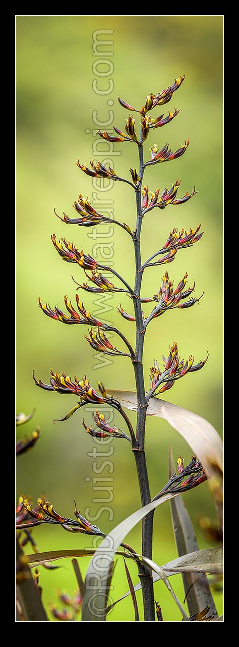 Image of Flax flower stem (Phormium colensoi, syn Phormium cookianum). NZ native, endemic. Vertical panorama, New Zealand (NZ) stock photo image