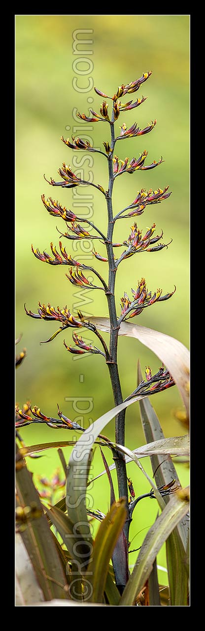 Image of Flax flower stem (Phormium colensoi, syn Phormium cookianum). NZ native, endemic. Vertical panorama, New Zealand (NZ) stock photo image