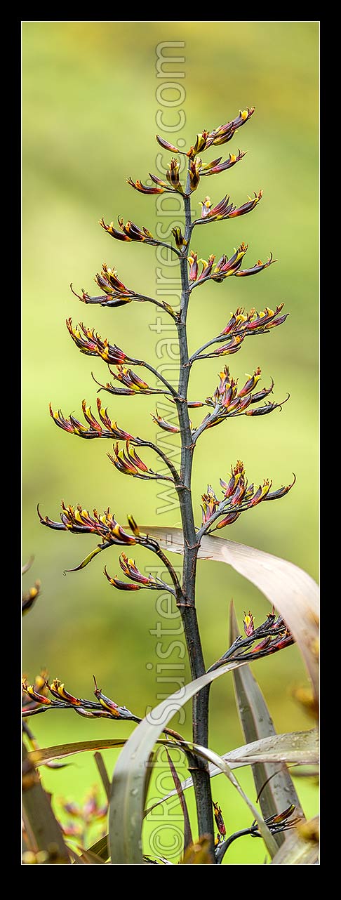 Image of Flax flower stem (Phormium colensoi, syn Phormium cookianum). NZ native, endemic. Vertical panorama, New Zealand (NZ) stock photo image