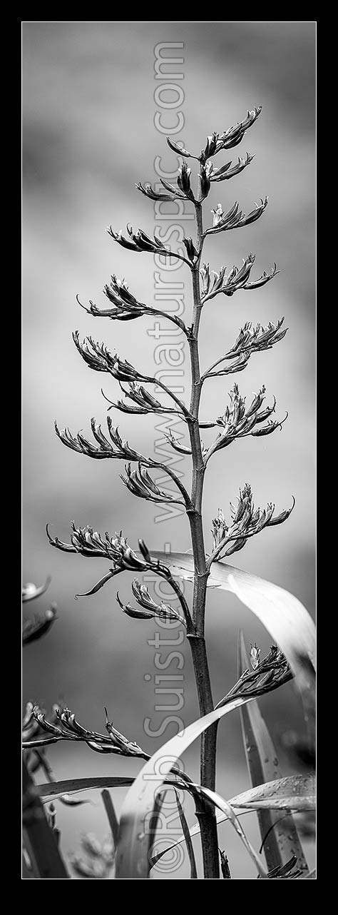 Image of Flax flower stem (Phormium colensoi, syn Phormium cookianum). NZ native, endemic. Black and white, vertical panorama, New Zealand (NZ) stock photo image