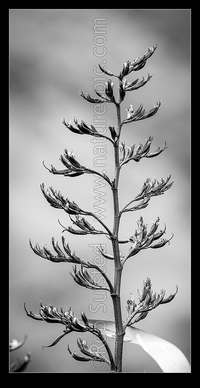 Image of Flax flower stem (Phormium colensoi, syn Phormium cookianum). NZ native, endemic. Black and white, vertical panorama, New Zealand (NZ) stock photo image