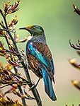 Tui bird feeding in NZ flax flowers